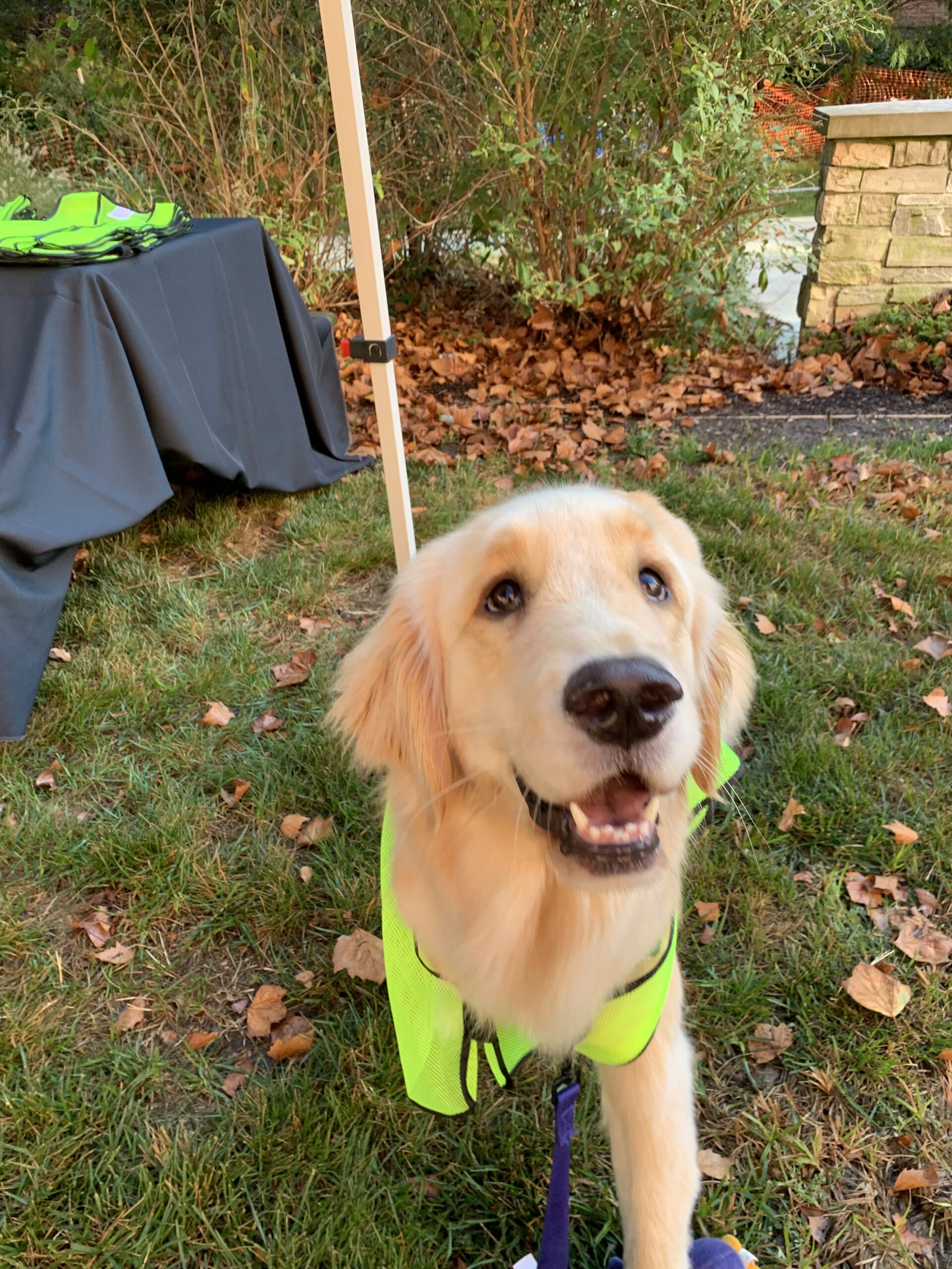 young pup bringing enjoyment to pediatric patients